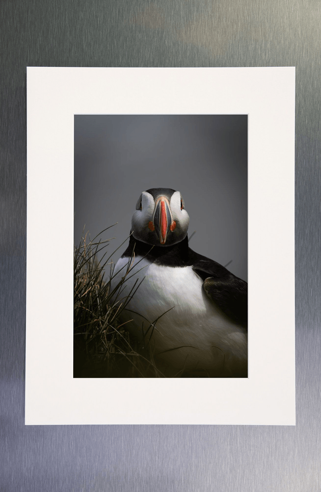 Photo "Portrait de macareux 1" avec passe-partout