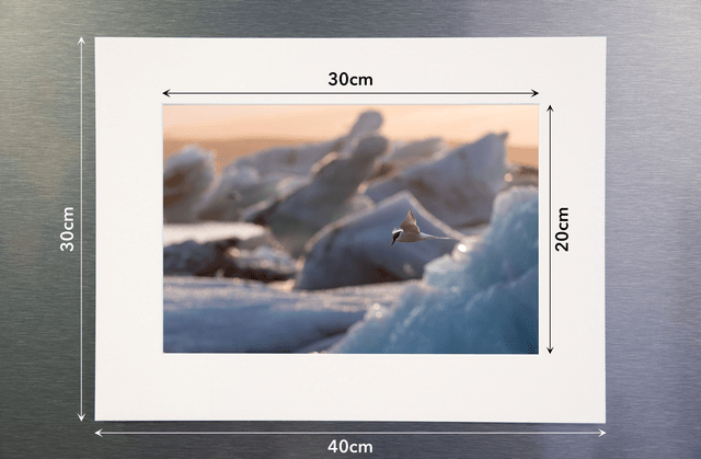 Photo de sterne dans les icebergs avec passe-partout