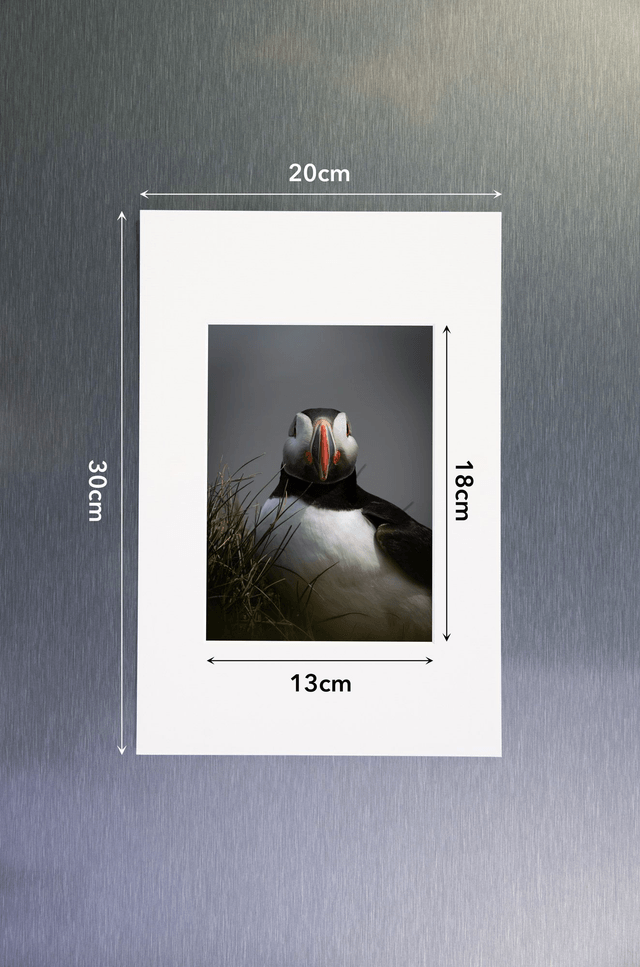 Photo "Portrait de macareux 1" avec passe-partout
