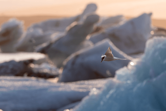 Photo de sterne dans les icebergs avec passe-partout