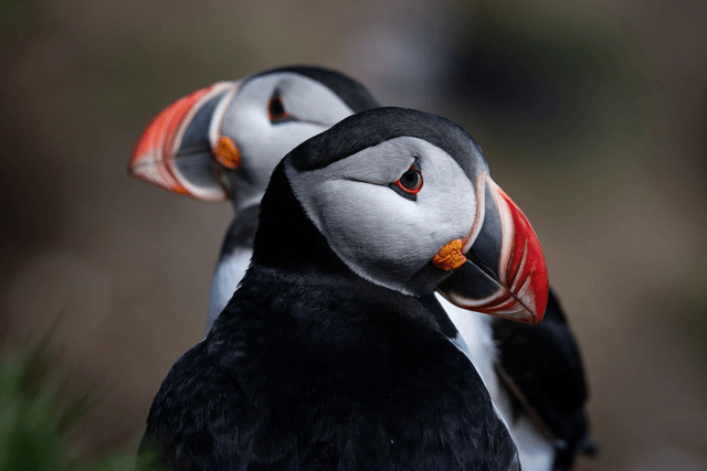 Photo "Duo de macareux" avec passe-partout