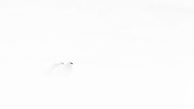 Photo "Fjällripa" avec passe-partout