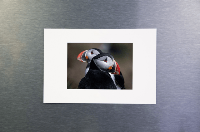 Photo "Duo de macareux" avec passe-partout