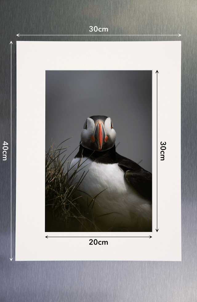 Photo "Portrait de macareux 1" avec passe-partout