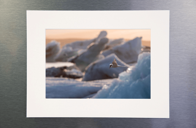 Photo de sterne dans les icebergs avec passe-partout