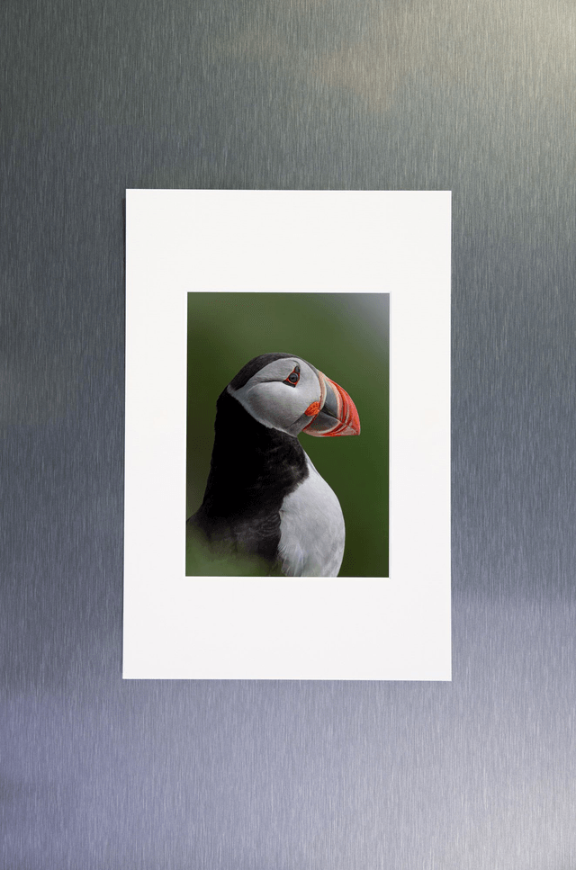 Photo "Portrait de macareux 2" avec passe-partout