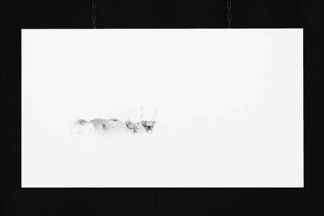 Photo &quot;La rencontre&quot; en grand format et très haute qualité