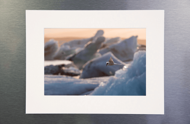 Photo de sterne dans les icebergs avec passe-partout